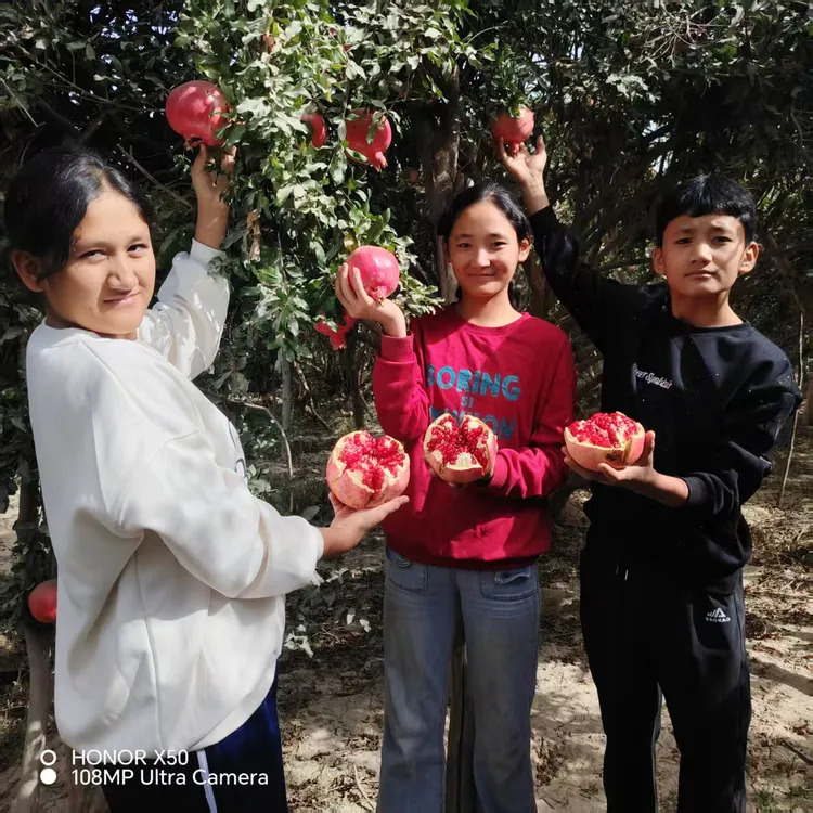 叶城甜石榴新鲜应季水果