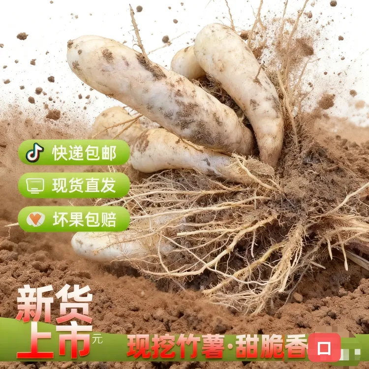 广东冬粉薯竹薯新鲜现挖冬薯菱薯冬笋薯大竹根薯竹芋薯食用凉粉薯