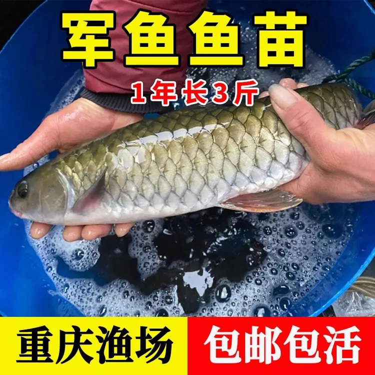 军鱼苗淡水光倒刺鲃黄娟鱼宽鱼砖鱼本地食用养殖鲣鱼粗鳞鱼青竹鲩