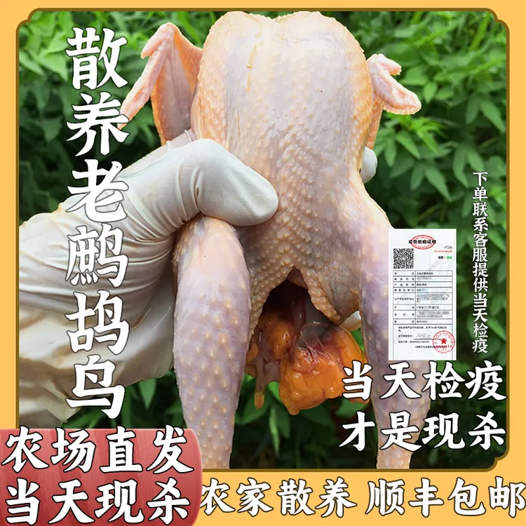 老鹧鸪鸟呱呱鸡飞龙鸟肉野鸽子肉新鲜散养现杀生鲜鸡老母鸡顺丰
