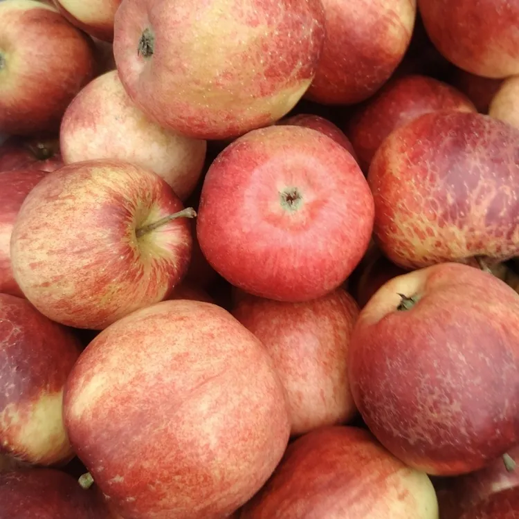 西藏林芝丑苹果脆甜多汁新鲜采摘包邮林芝苹果包邮