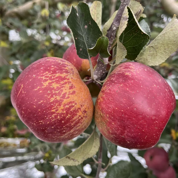   正宗云南昭通红富士冰糖心丑苹果产地直发新鲜采摘脆甜多汁