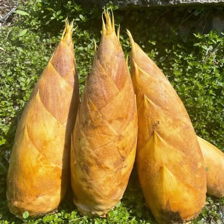 【新笋上市】正宗广西冬笋两头尖黄泥笋现挖脆爽鲜嫩高山农家毛竹笋