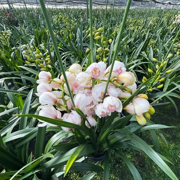 大花蕙兰带花剑花苞清香型室内桌面好养兰花花卉绿植盆栽