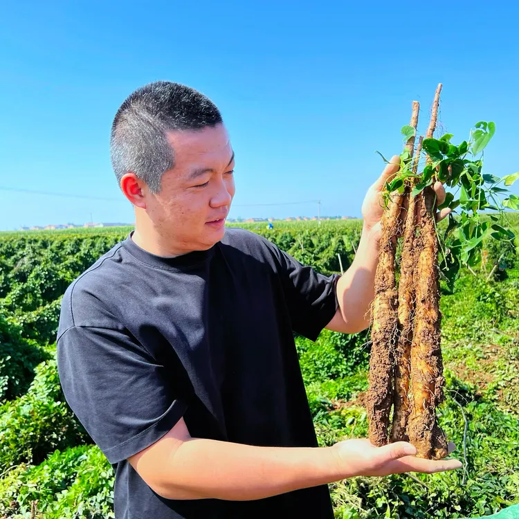 焦作温县垆土铁棍山药新鲜现挖营养丰富可煮粥火锅食材