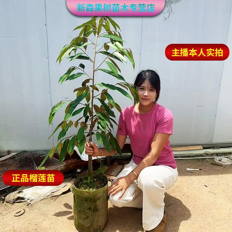 榴莲嫁接苗金枕榴莲猫山王榴莲苗黑刺榴莲带土带叶一眼辨认品种