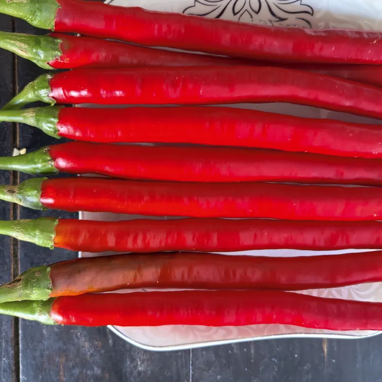 中辣，新鲜现摘农家自种美人椒红辣椒可用于餐饮调味蔬菜