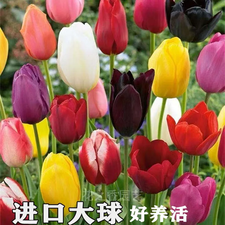 荷兰进口郁金香种球耐寒开花爆盆可水培土培花卉种子阳台庭院地栽