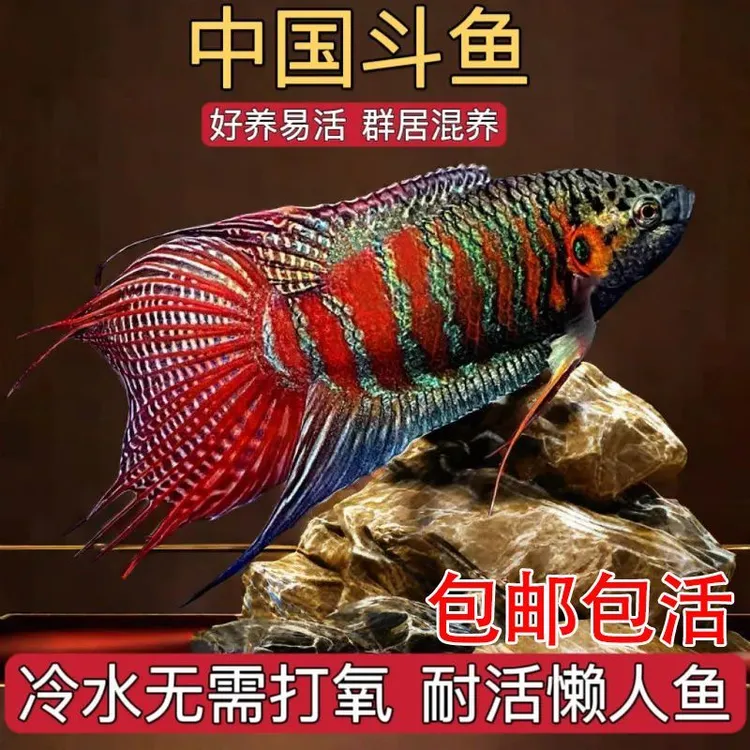观赏鱼中国斗鱼淡水耐养小鱼小型淡水鱼冷水鱼无需氧气