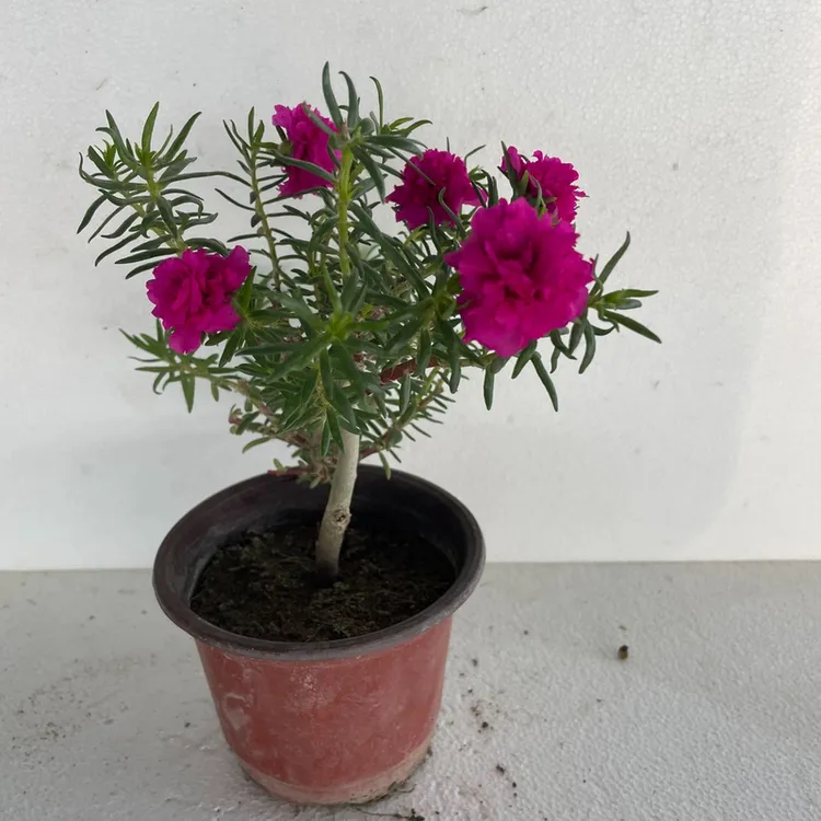 多年特大花太阳花玫红王老桩耐寒棒棒糖造型庭院阳台花卉绿植