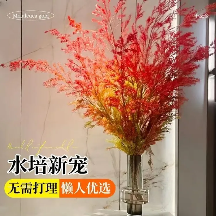 顺丰包邮  千层金香柳鲜花高颜值客厅装饰好养活可做干花