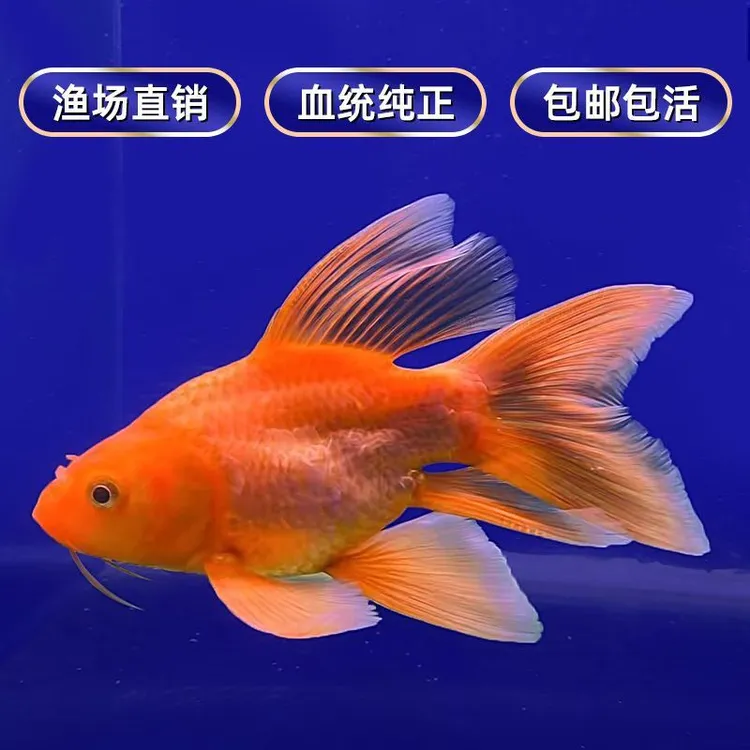 一黑一红一白精品蝴蝶鲤