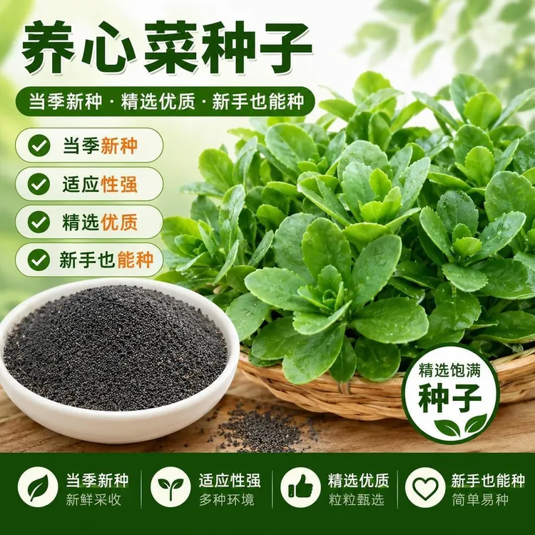 O三七田七菜种子养心菜高钙救心菜药食同源四季盆栽高【约100粒】商品图