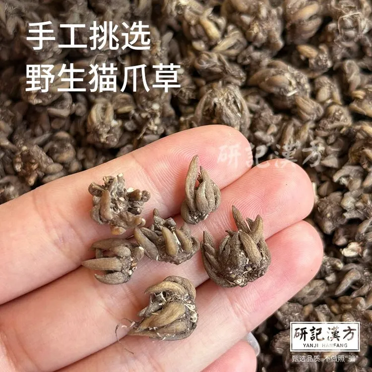 野生猫爪草正品猫抓草中药材搭夏枯草蒲公英散郁金结四物汤节