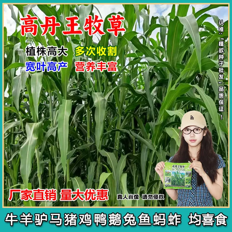 高丹王牧草种子高产型牧草多茬收割大叶无绒毛养殖牛羊鱼牧草种籽