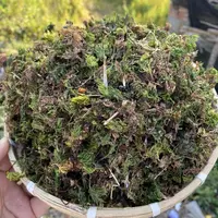 【回心草】回心草 云南山货下山