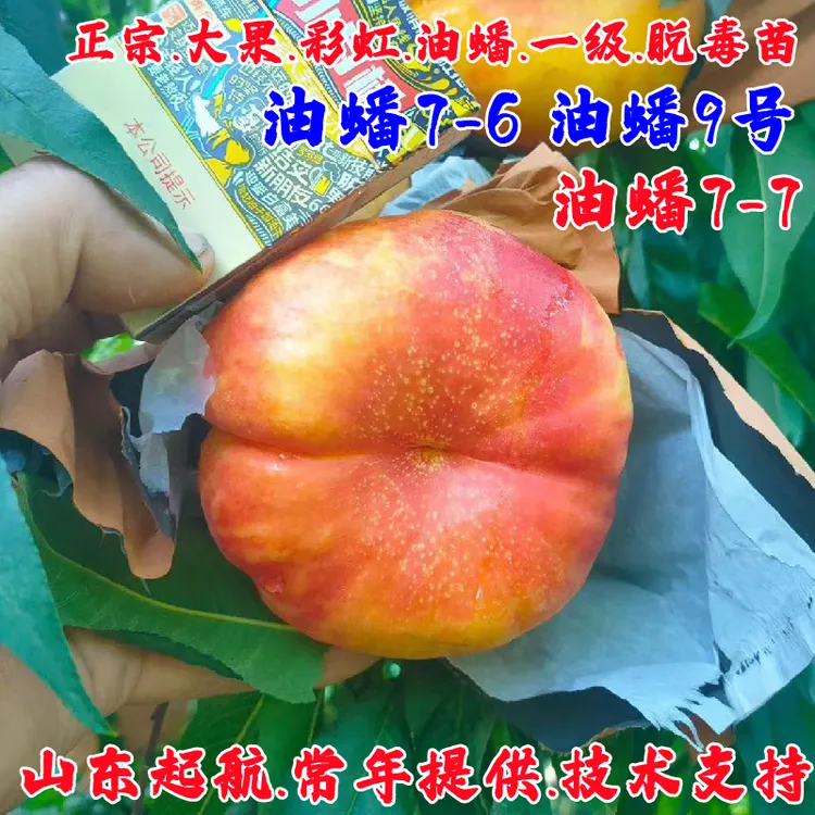 嫁接油蟠7-7油蟠桃苗彩虹油蟠桃树苗中油蟠9号黄金油蟠7-6桃子树