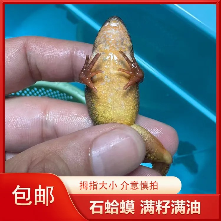2斤鲜活小母满籽满油石蛤蟆全国包邮