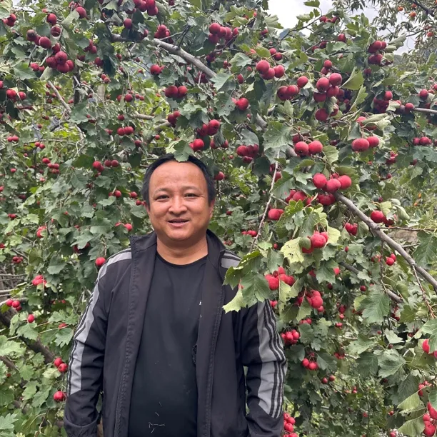 新鲜山楂 甘肃新鲜山楂 村户院子地边等栽种的