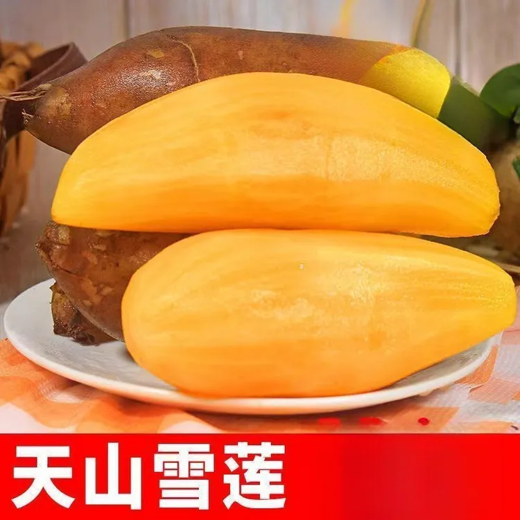 25年现挖应当季云南天山雪莲果新鲜水果甜黄白心整箱批发