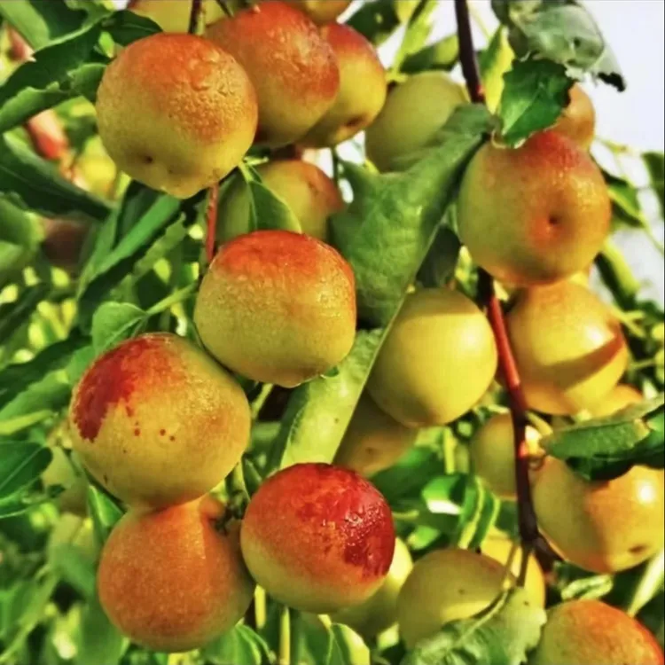 【正宗冰糖冬枣苗】 脆甜无渣南方北方种植庭院枣树果树苗