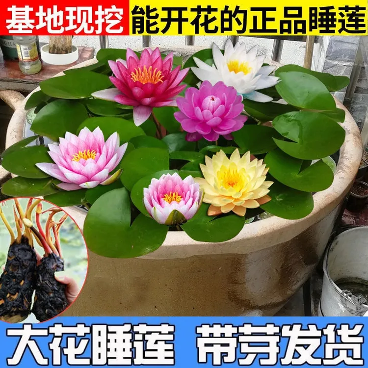 大睡莲根块池塘睡莲花水培植物四季莲花盆栽庭院鱼池荷花水养睡莲