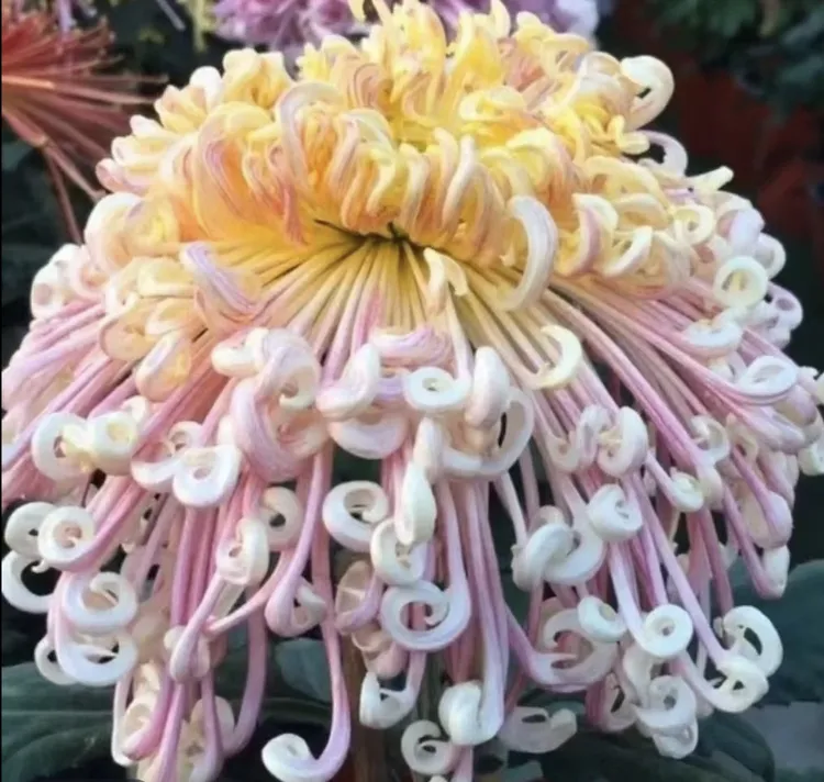 【夜明珠】九月大菊盆栽地栽花卉室内外阳台