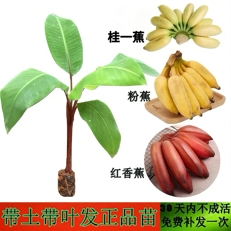 广西香蕉树苗当年结果红香蕉矮化桂一蕉粉蕉南方小米蕉苗四季盆栽