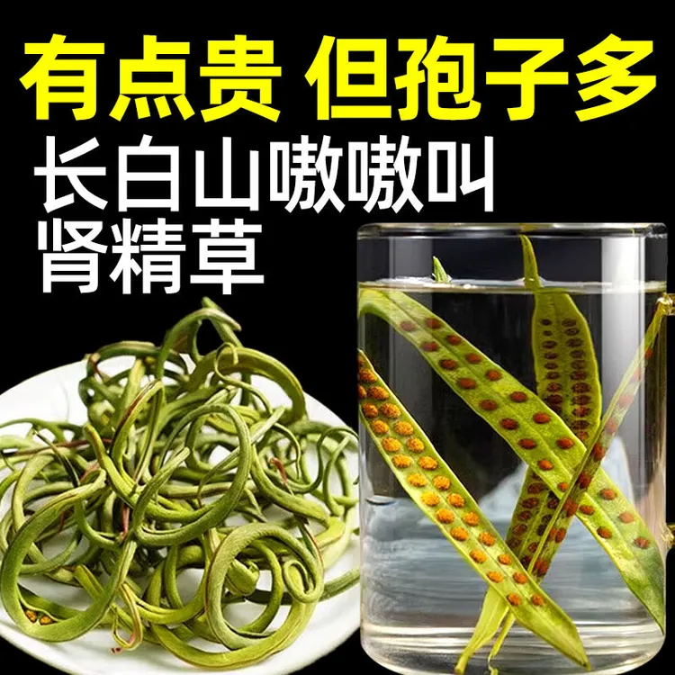 长白山化石石头黄金袍子茶嗷嗷叫泡水黄金草嗷嗷叫东北长白山正品