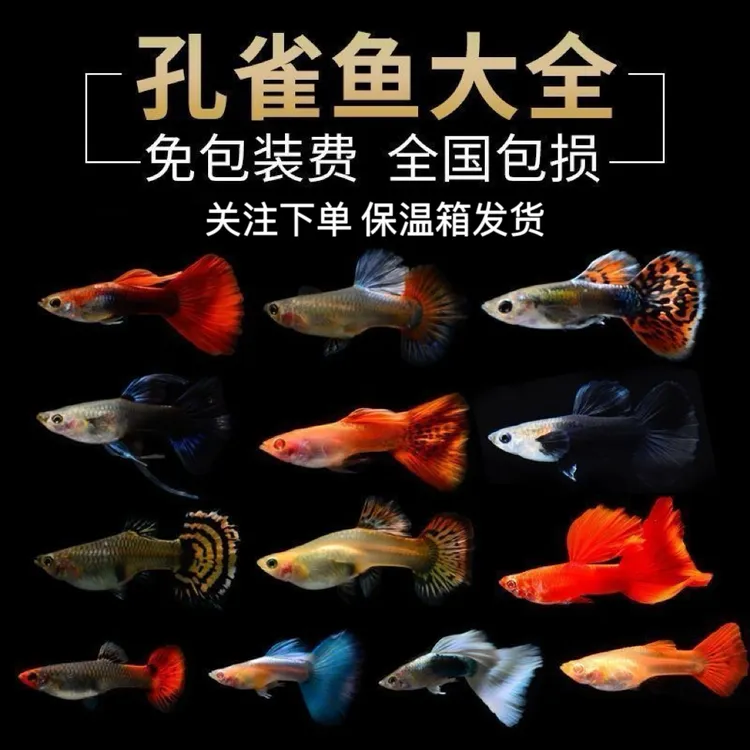 孔雀鱼淡水易繁殖活体小鱼宠精品纯种热带胎生观赏鱼冷水鱼凤尾鱼