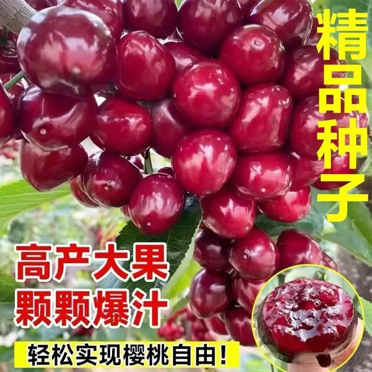 黑珍珠车厘子种子樱桃水果种子超甜庭院阳台盆栽樱桃秋冬播种育苗