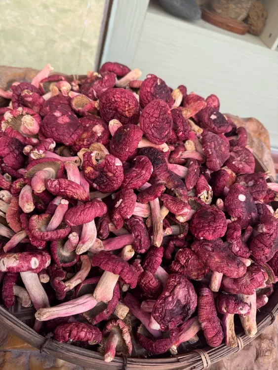 正宗广西浦北红菇干货天然红椎菌