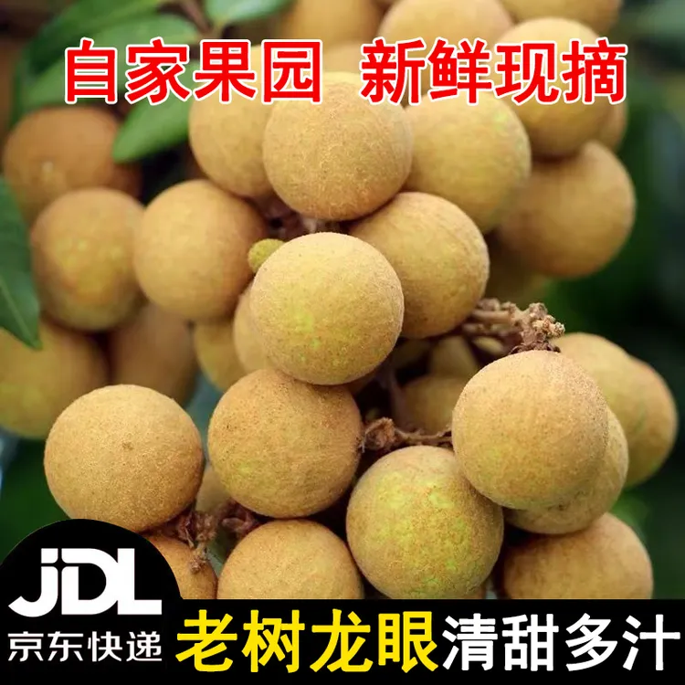 京东快递】福建漳州现摘水南1号2号龙眼当季新鲜水果农家果园