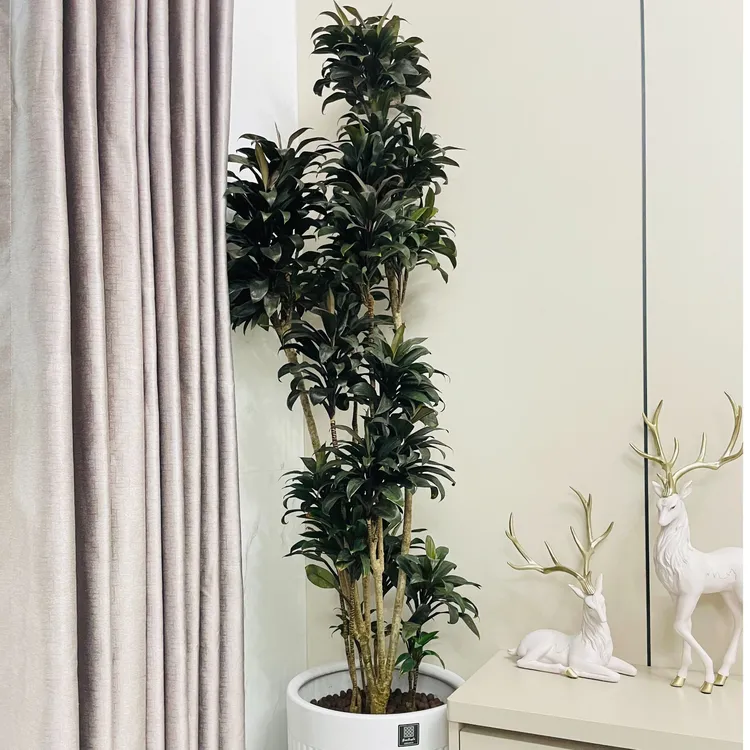 娃娃朱蕉紫气东来室内绿植好看好养活