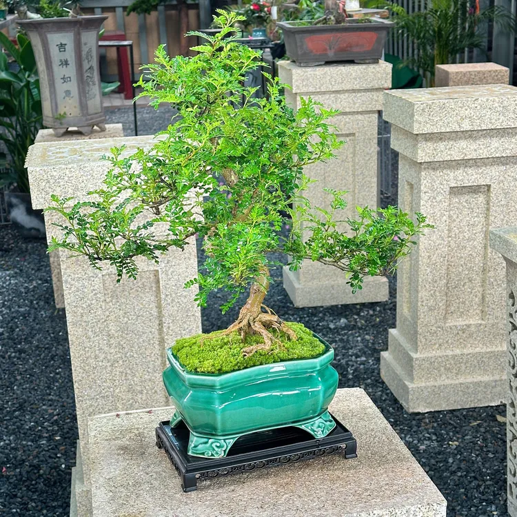 清香胡椒木盆栽植物好养室内外花卉桌面绿植四季常青精致美观盆景