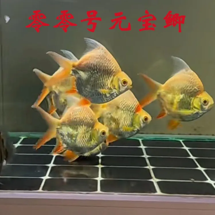进口0号泰国元宝鲫 金银元宝鲫 短身鲫鱼