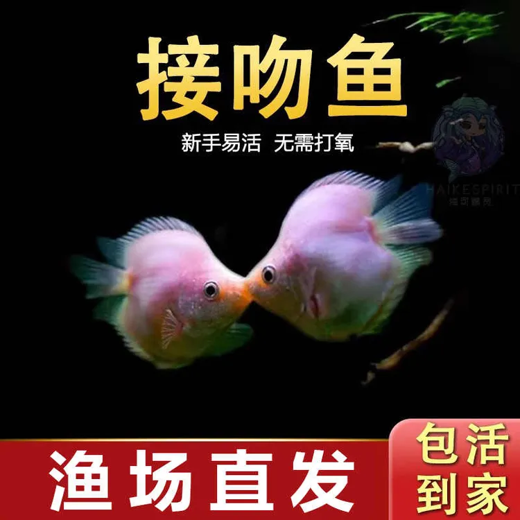 接吻鱼热带观赏鱼小型亲嘴鱼新手好养活体宠物淡水鱼不打氧