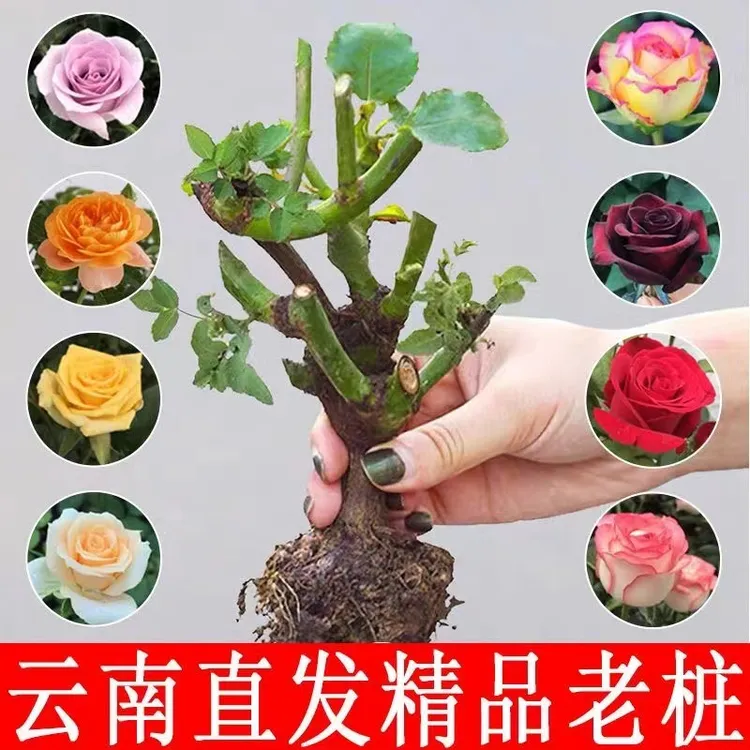 玫瑰老桩花苗四季开花月季花阳台盆栽庭院地载室外蔷薇花绿植开花