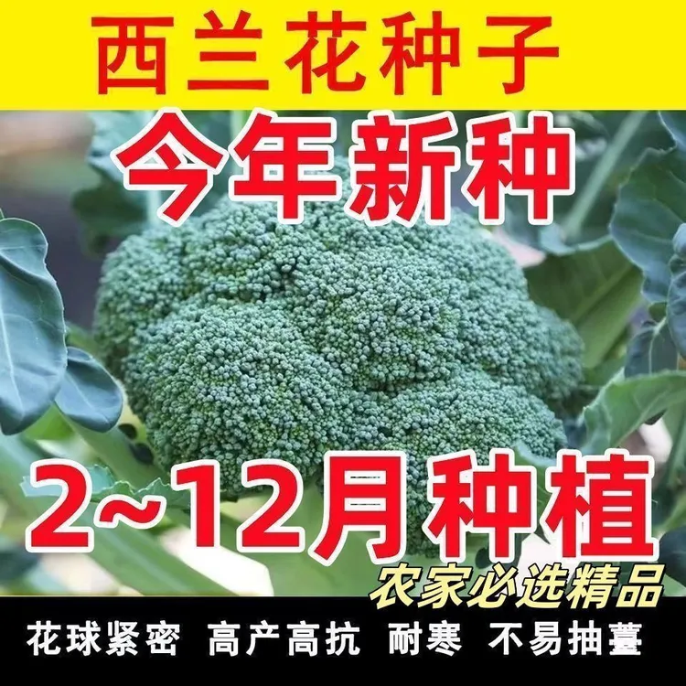 【满5包/包邮】西兰花种子春夏秋季花椰菜籽四季高产耐热抗寒