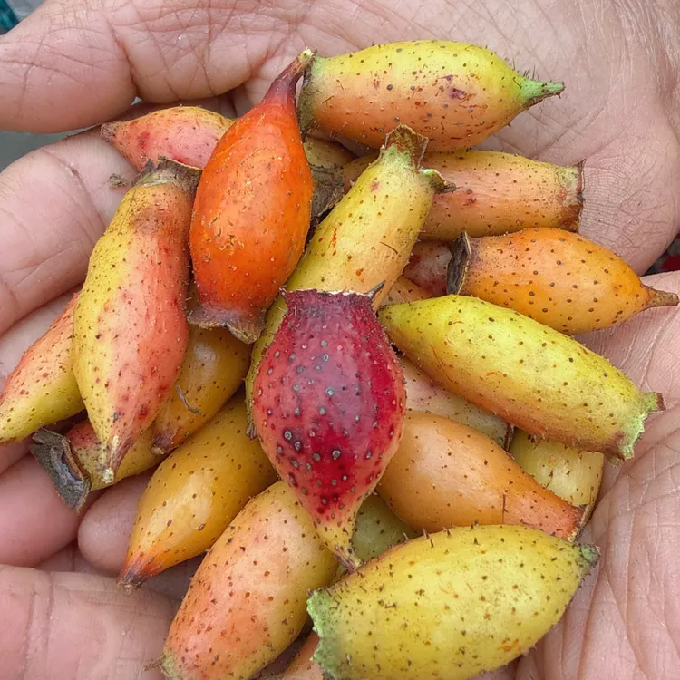 新鲜野生金樱子鲜果糖罐刺梨可泡酒煮水优质中药材现摘一斤装