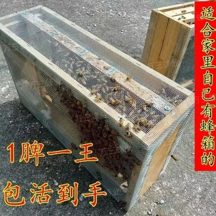 四川阿坝中蜂原群带王带子脾成都龙泉发货