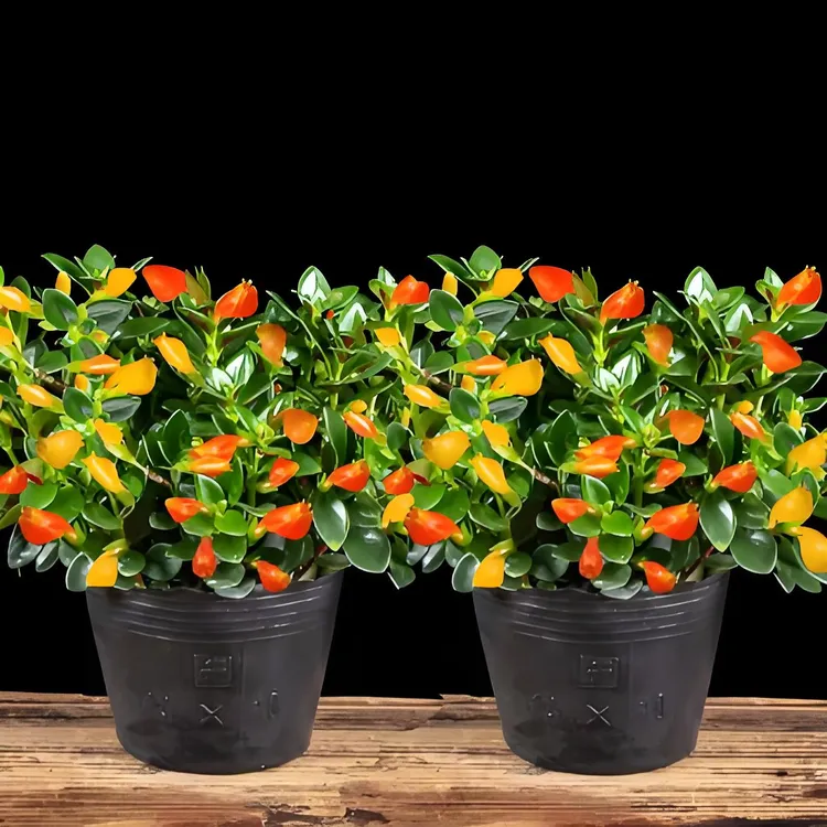 高颜值金鱼吊兰客厅除甲醛四季盆景室内阳台卧室防辐射净化空气