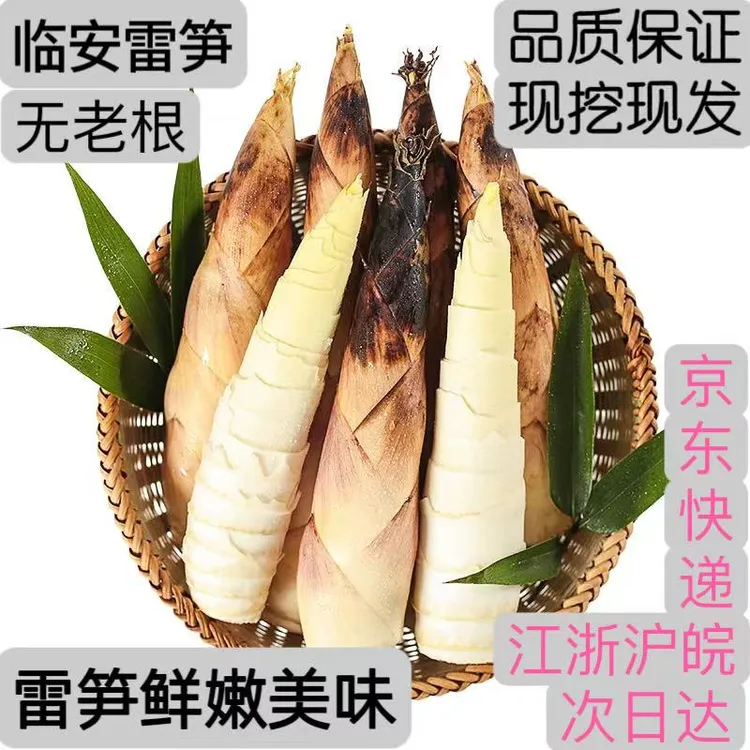 雷笋正宗临安天目山春笋雷笋秋季笋先挖现发无老根营养美味