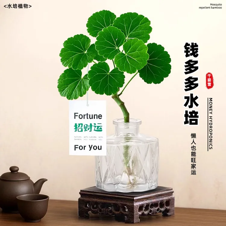 水培植物福禄桐钱多多绿植客厅植物办公桌面茶几四季懒人水养好养