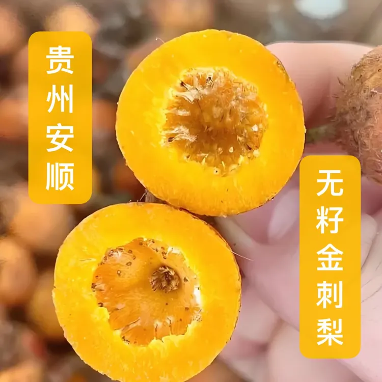 【鲜果榨汁】贵州野生新鲜无籽金刺梨大果可榨汁泡酒现摘vc孕妇小孩