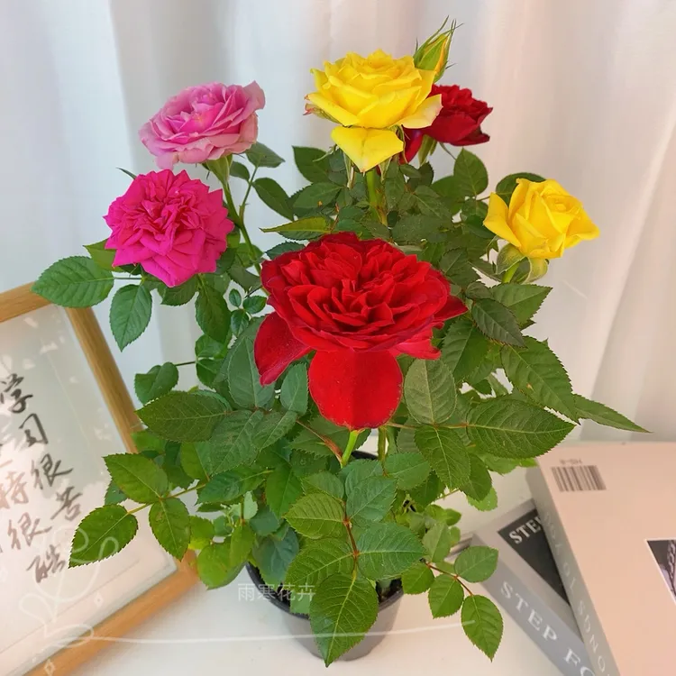 彩虹月季玫瑰花苗四季开花盆栽植物室内阳台好养庭院耐寒耐热花卉
