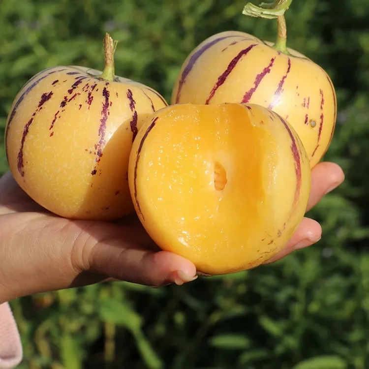 云南石林人参果圆果黄心树上熟果新鲜多汁当季水果