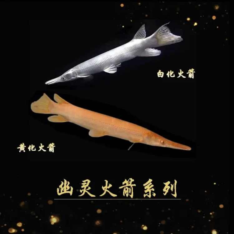 黄金幽灵火箭苗 黄化火箭 鳄雀鳝福鳄尖嘴鳄白化火箭黄化幽灵火箭