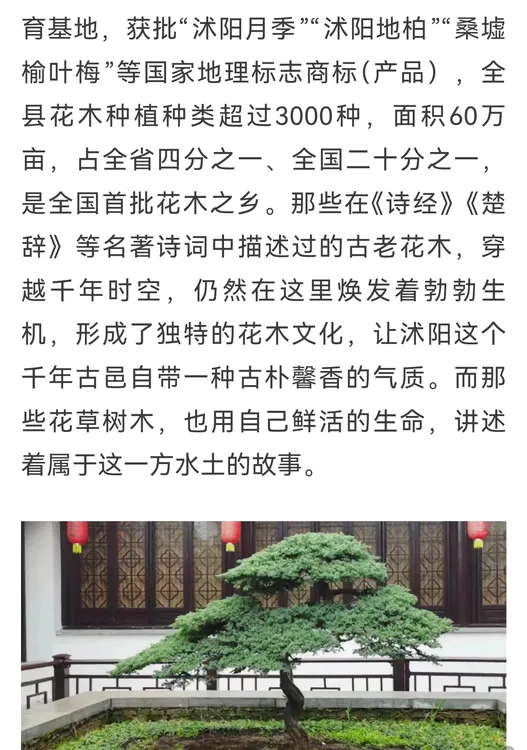 精品地柏盆景等 此链接一物一拍带土球发货 南北皆适地栽盆栽均可