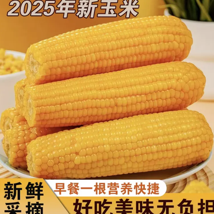 东北黄糯玉米甜糯玉米甜糯香甜软糯真空包装可试吃